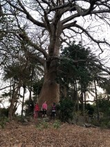 One of my favorite trees in Guinea
